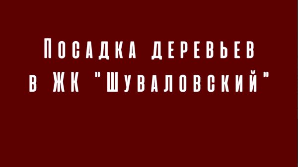 Посадка деревьев в ЖК «Шуваловский»